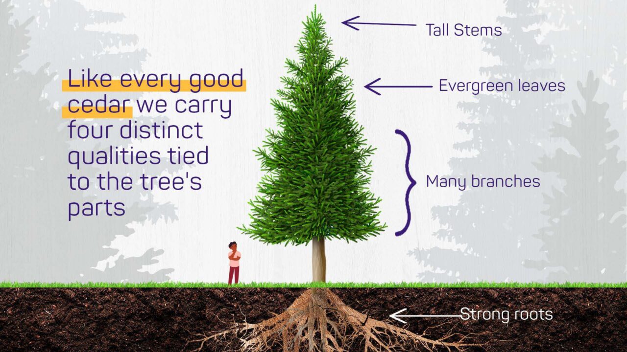 About Us Cedar Africa Group