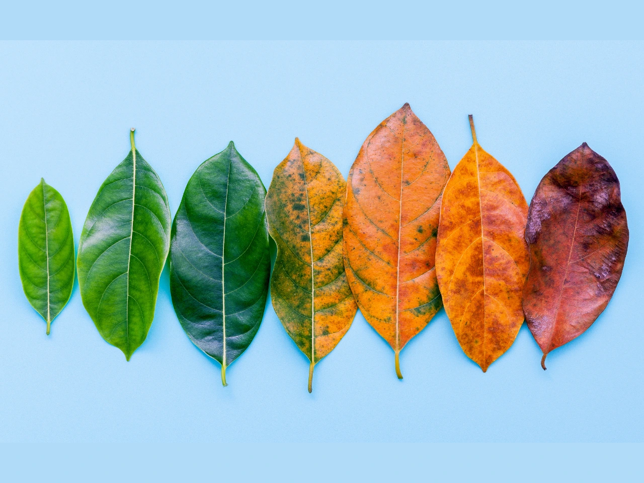 The What, Why And How Of Change Management
